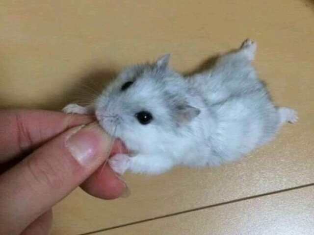 Um hamster