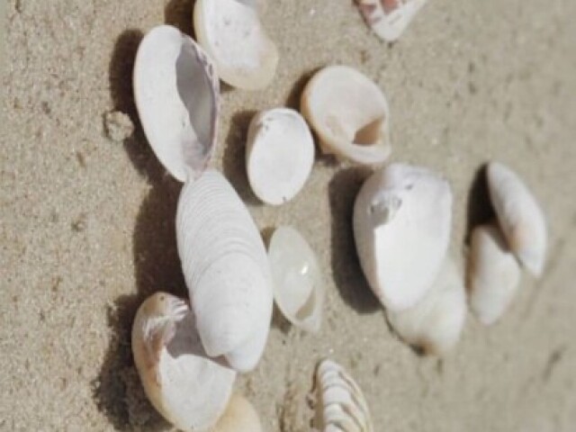 🐚