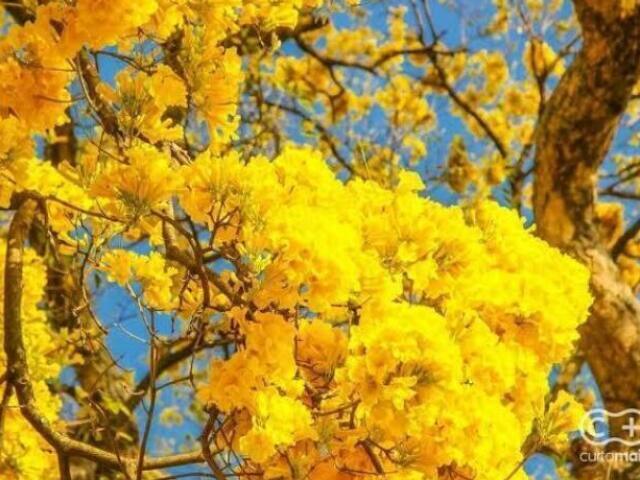 Amarelo