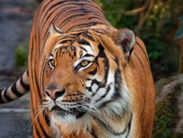 Tigre