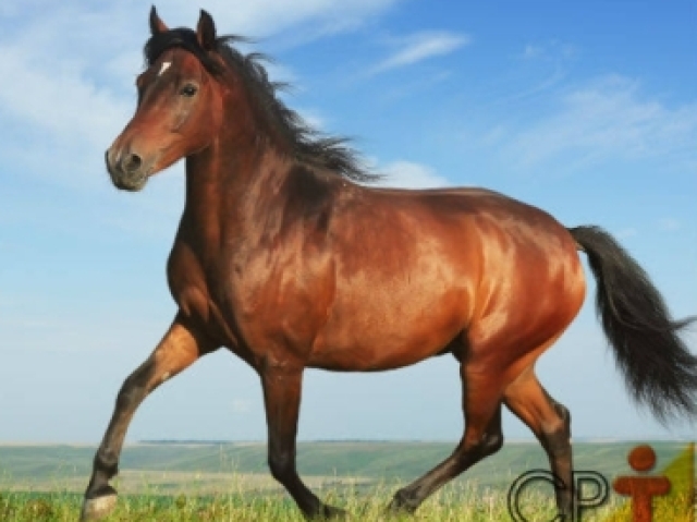 Cavalo