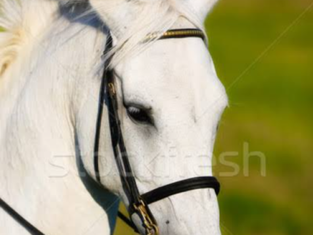 Cavalo(fêmea)🐴🐴🐴