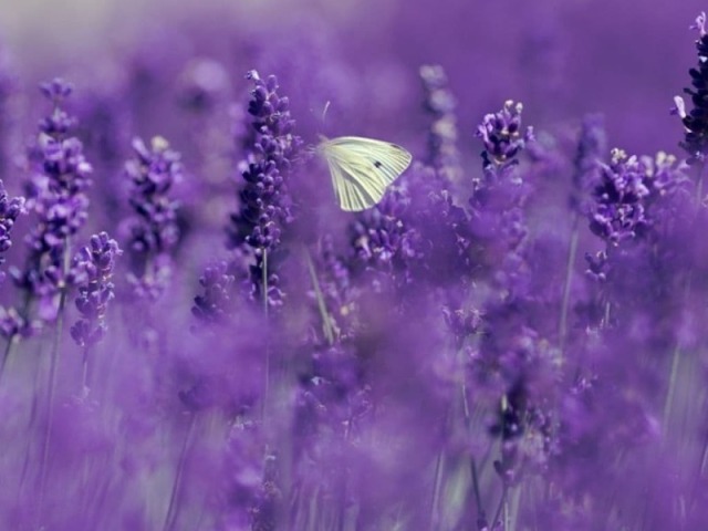 Lavender Haze