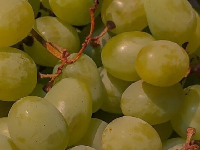 uvas