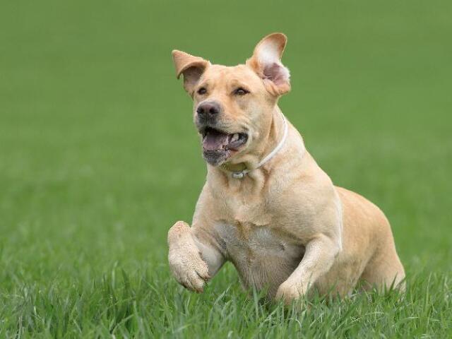 Cão