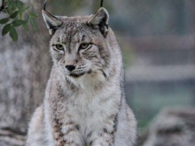 Lince