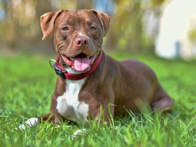 American Pit Bull Terrier