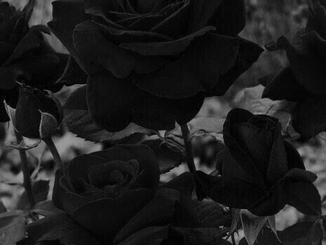 Preto