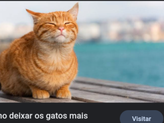 Gato