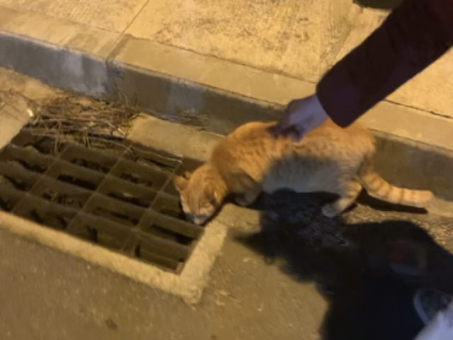 cuidando do cachorro do traficante esperando ele voltar com loló e uma peteca de pó