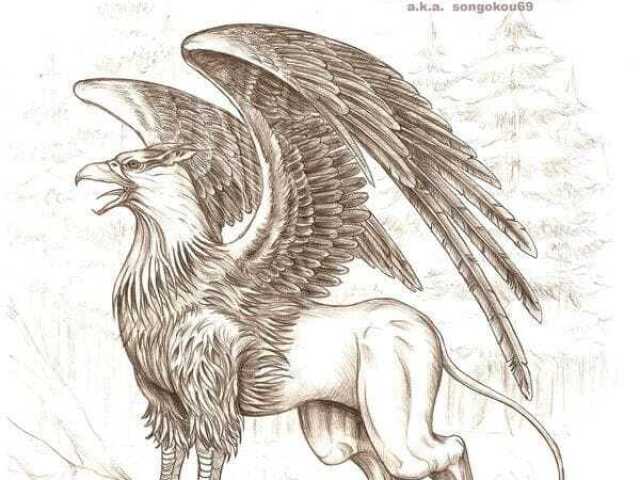 Grifo