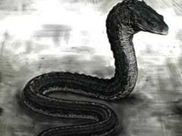 Nagas
