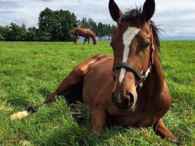 Cavalo🐴(Pode ser outra cor)