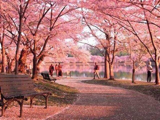 primavera