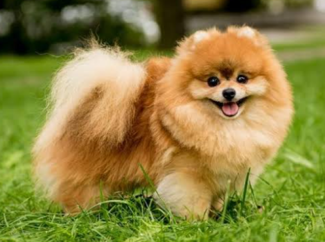 Lulu da Pomerânia