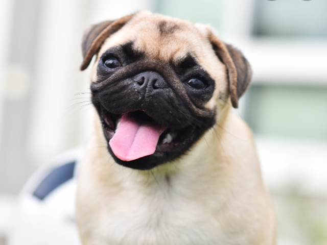 Pug