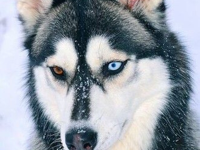 husky siberiano