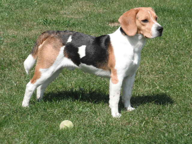 Beagle