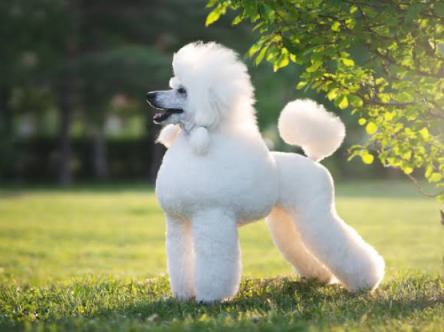 Poodle 🐩