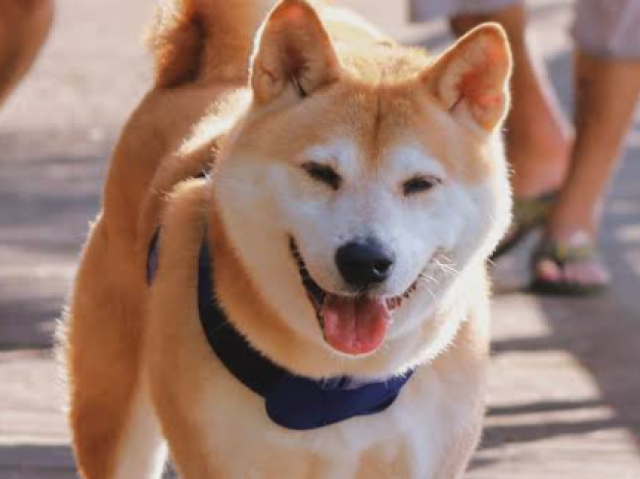 Shiba Inu