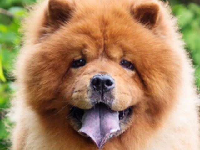 Chow Chow