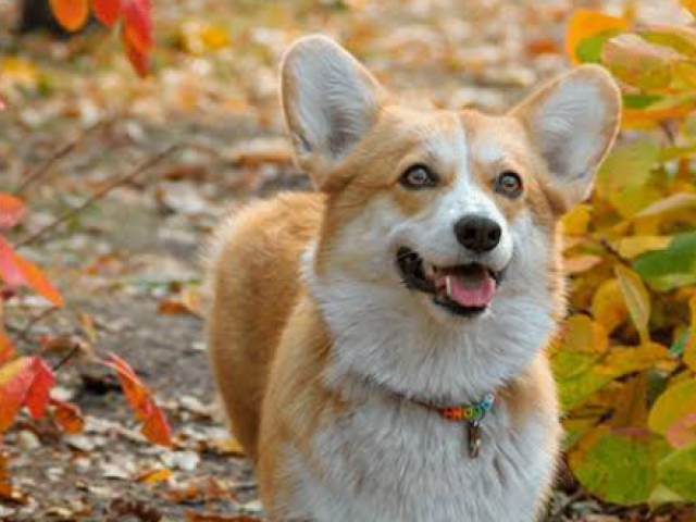 Corgi