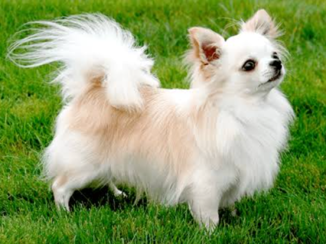 Chihuahua