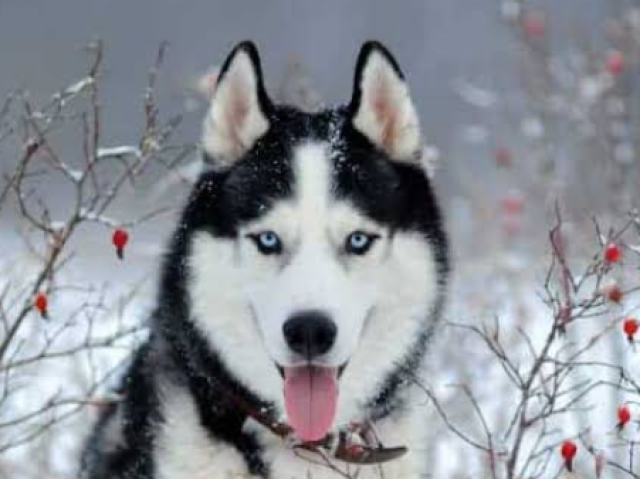 Husky