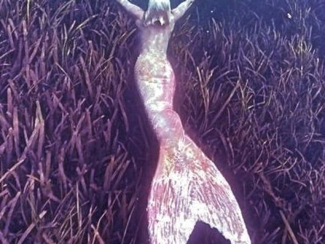 Sereia hip
