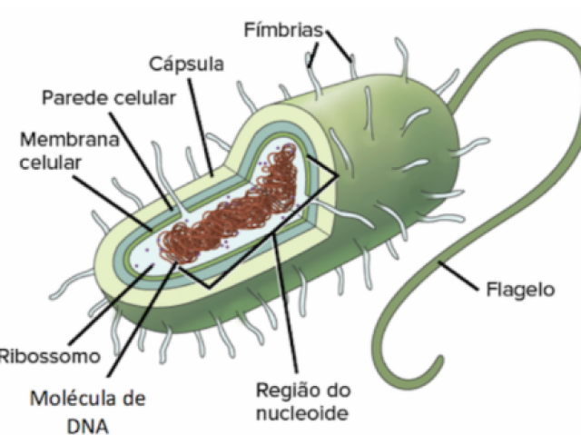 Procariontes