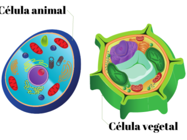 Eucariontes