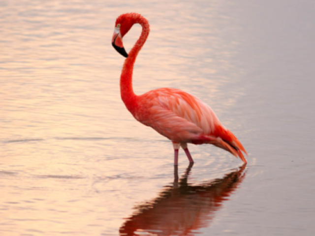 Flamingo