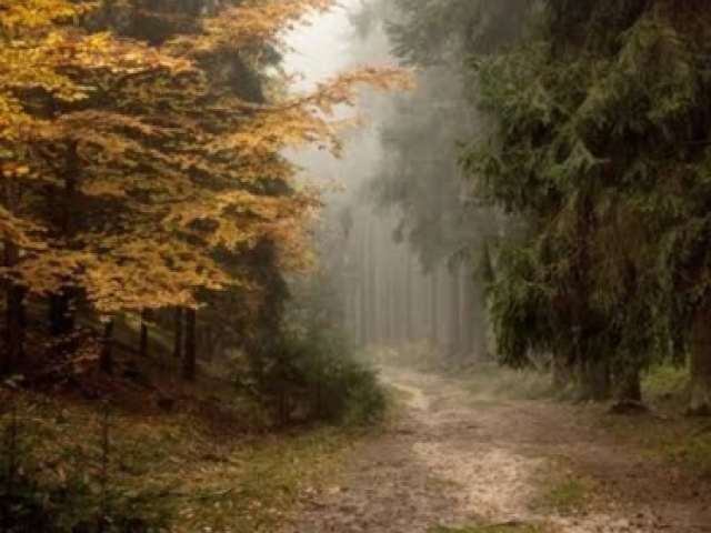 Passear pelo bosque