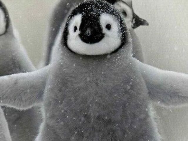 Pinguim!