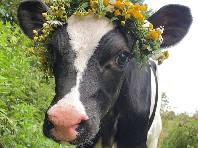 🐄💐