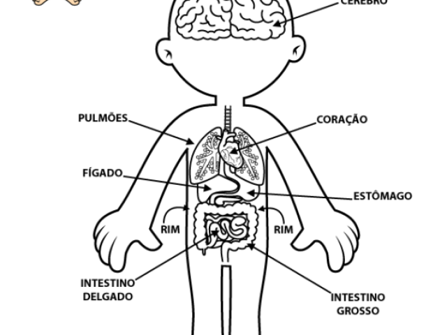 INTESTINO DELGADO