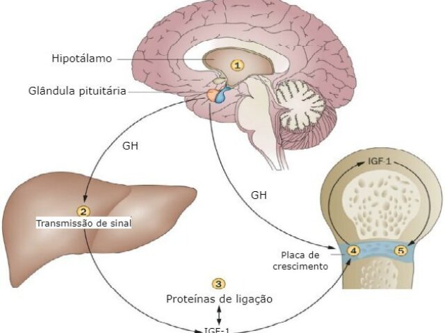 TESTOSTERONA E ESTRÓGENO