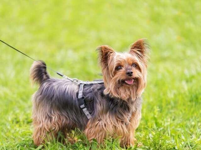 Yorkshire Terrier