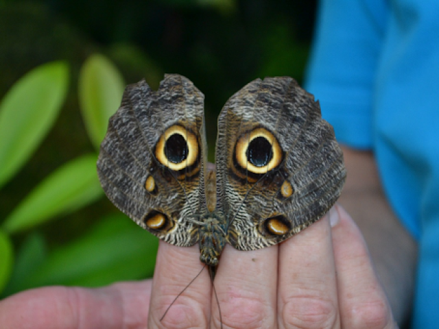 Borboleta.