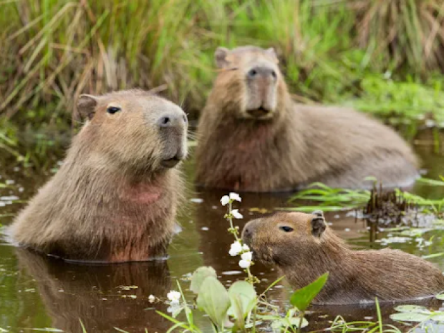 Capivara.