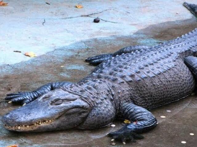 Jacaré🐊