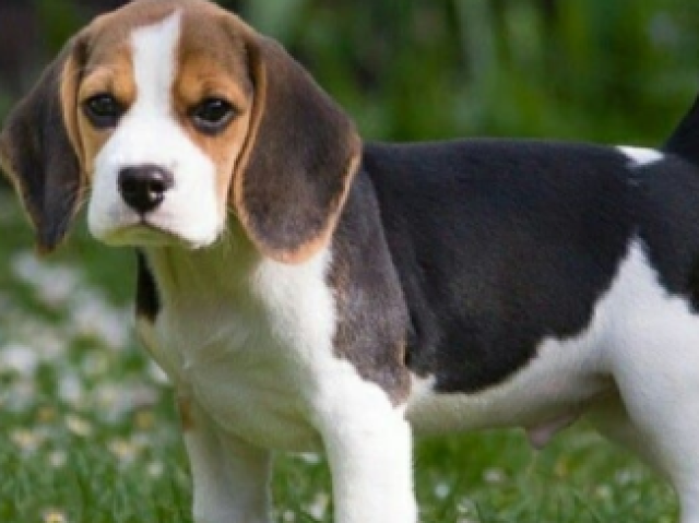 Beagle