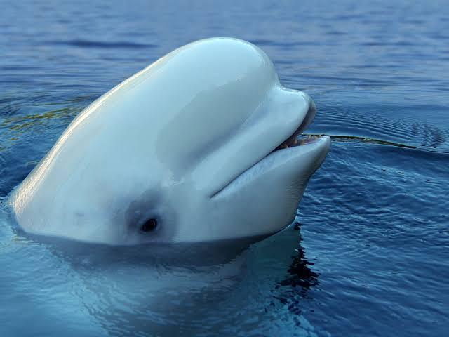 Beluga