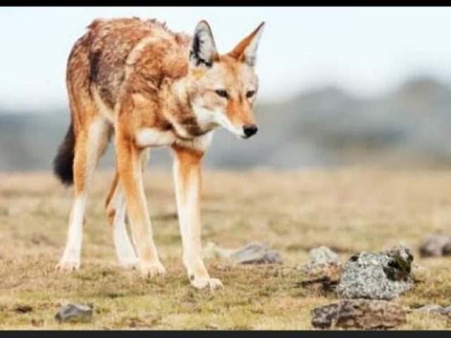 Lobo vermelho