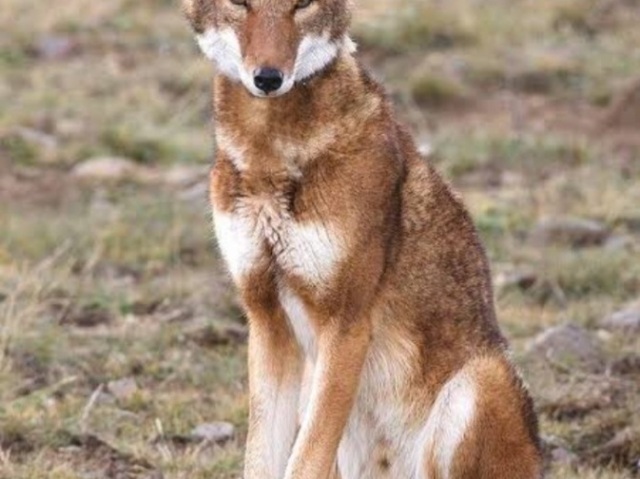 Lobo vermelho