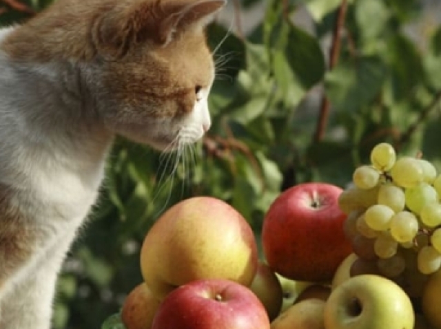 Frutas para gato