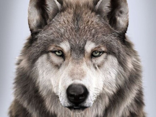 Lobo