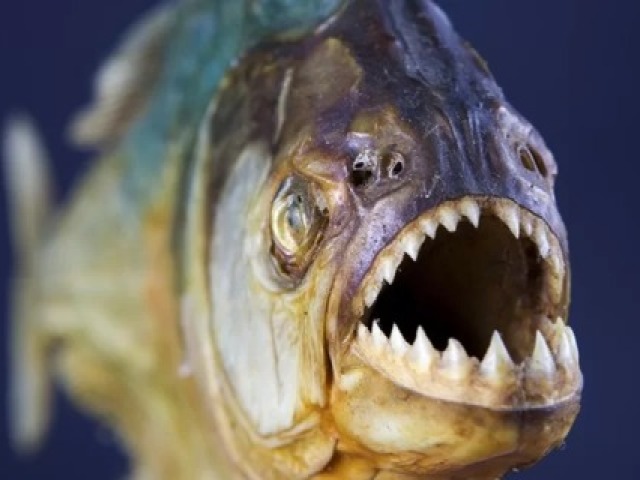 piranha