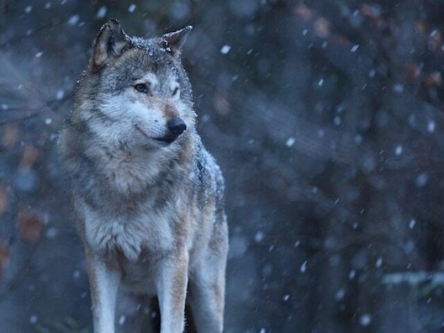 Um lobo pra poder me defender dos meus inimigos