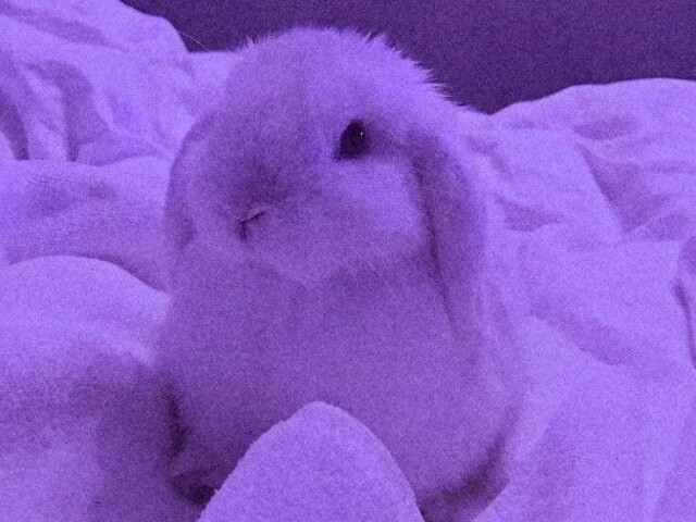 Soft